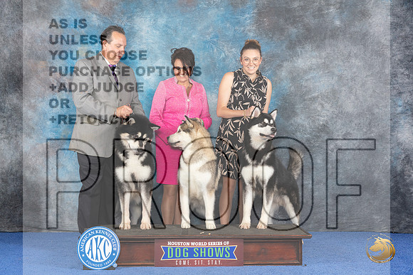 CUSTOM Alaskan Malamute WED Judge Jon Cole__JP_7360_Houston_2024_HR3