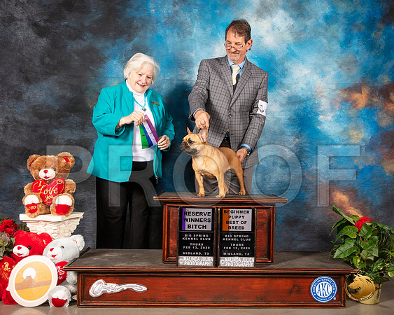 French Bulldog #40 Thurs RWB BP Judge Gloria Geringer__SR_9690_Midland2020-HR3