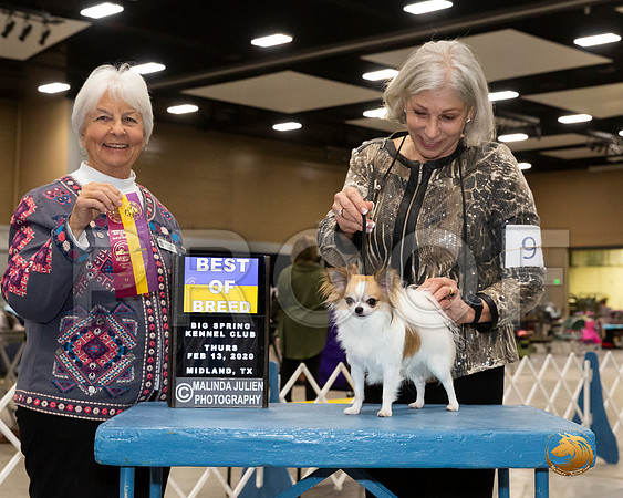 Chihuahua Long Coat #9 Thurs Judge Gloria Kerr__JJ_8678_Midland2020-HR3