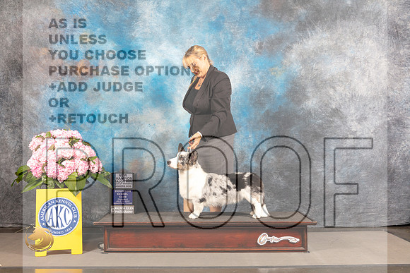Cardigan Welsh Corgi #21 THUR BOW WD Major Judge Polly Smith_MJ_3713_Houston_2022_HR3