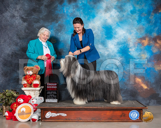 Bearded Collie #5 Thurs G2 Judge Gloria Geringer__SR_9813_Midland2020-HR3