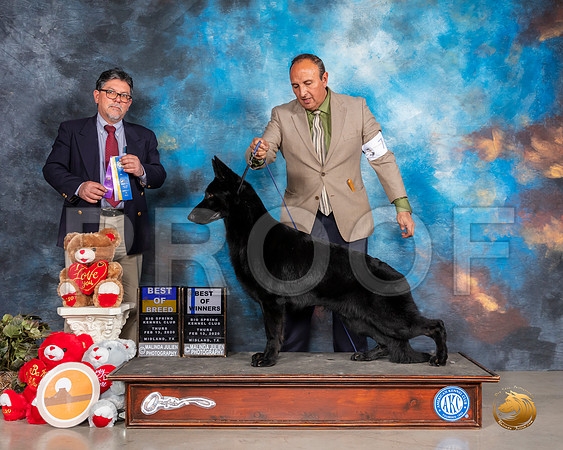 German Shepherd Dog #7 Thurs BOB Judge ELIZARDO VALADEZ__SR_9824_Midland2020-HR3
