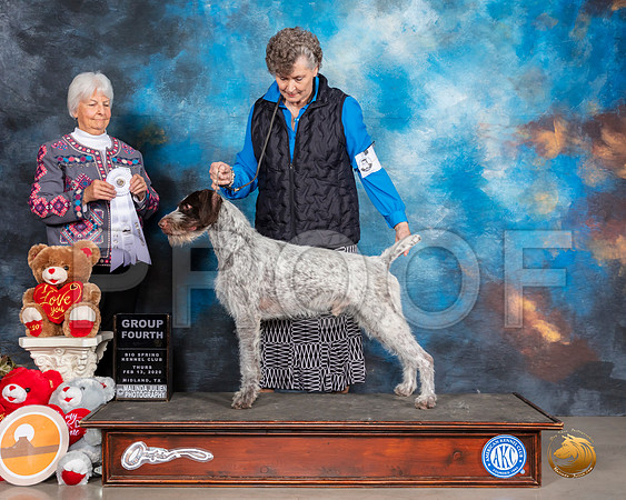 German Wirehaired Pointer #5 Thurs G4 Judge Gloria Kerr__SR_9778_Midland2020-HR3