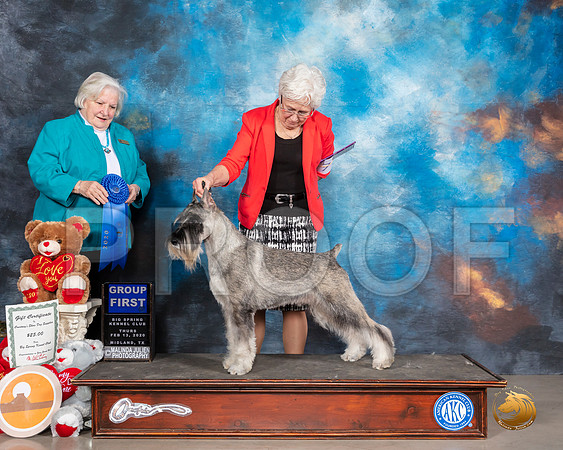 Schnauzer Std #7 Thurs G2 Judge Gloria Geringer__SR_9781_Midland2020-HR3