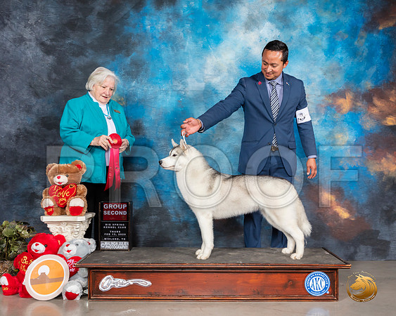 Siberian Husky #6 Thurs G2 Judge Gloria Geringer__SR_9789_Midland2020-HR3