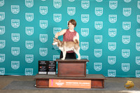 Alaskan Klee Kai #389 Wun BOW CH No Judge