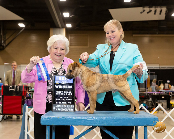 Border Terrier #7 Fri BOW Judge Gloria Geringer__JJ_8697_Midland2020-HR3
