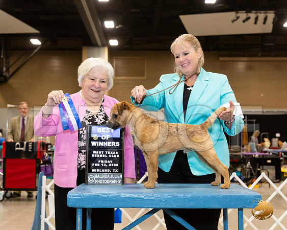 Border Terrier #7 Fri BOW Judge Gloria Geringer__JJ_8699_Midland2020-HR3