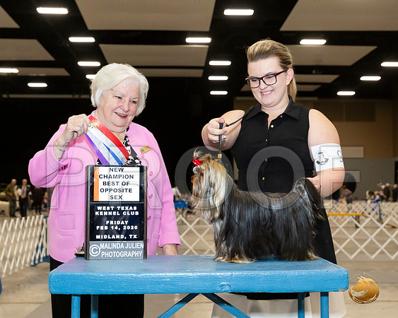 Yorkshire Terrier #9 Fri BOS NCh Judge Gloria Geringer__JJ_8714_Midland2020-HR3
