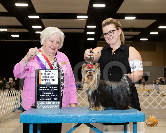 Yorkshire Terrier #9 Fri BOS NCh Judge Gloria Geringer__JJ_8720_Midland2020-HR3