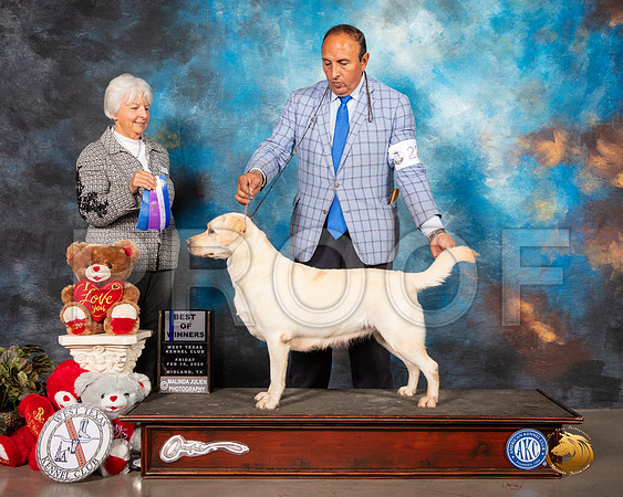 Labrador Retriever #22 Fri BOW Judge Gloria Kerr__SR_9918_Midland2020-HR3