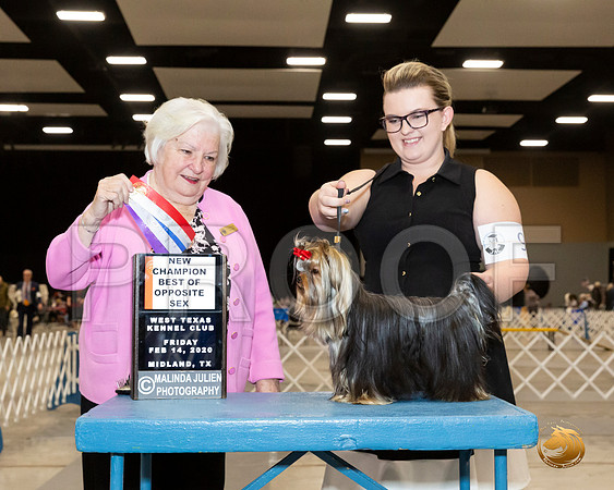 Yorkshire Terrier #9 Fri BOS NCh Judge Gloria Geringer__JJ_8717_Midland2020-HR3