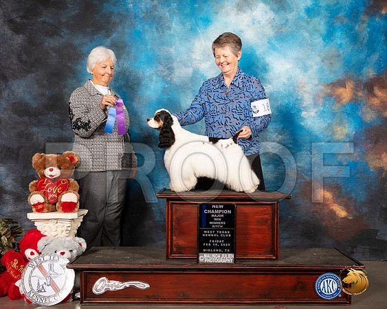 Cocker Spaniel Parti #18 Fri WB Maj NCh Judge Gloria Kerr__SR_9960_Midland2020-HR3