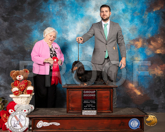 Dachshund Longhaired #27 Fri G2 Judge Gloria Geringer__SR_0076_Midland2020-HR3