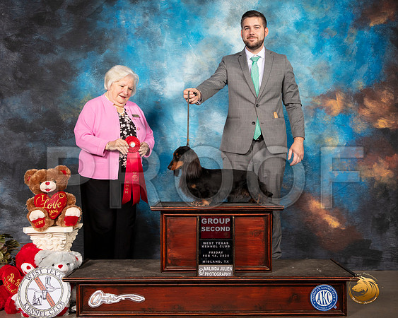 Dachshund Longhaired #27 Fri G2 Judge Gloria Geringer__SR_0077_Midland2020-HR3