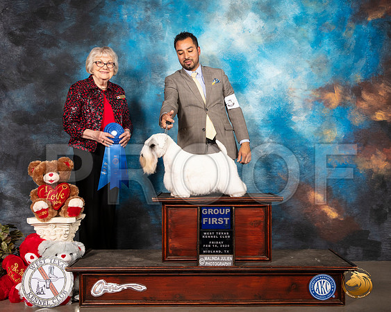 Sealyham Terrier #6 Fri G1  Judge Loraine Boutwell__SR_0073_Midland2020-HR3