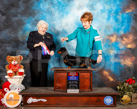 Dachshund Long Coat #8 Sat BOS BOW Judge Gloria Geringer__SR_0110_Midland2020-HR3