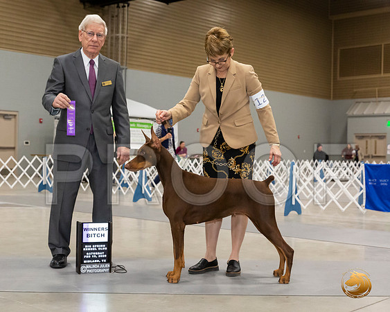 Doberman Pinscher #14 Sat WB Judge Paul F Willhauck __JJ_8735_Midland2020-HR3