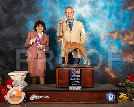 Italian Greyhound #23 Sat WD Maj Judge Wendy WILLHAUCK__SR_0114_Midland2020-HR3