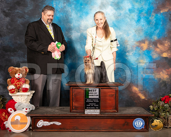 Yorkshire Terrier #11 Fri BBXBIS Judge Mike Helms__SR_0185_Midland2020-HR3