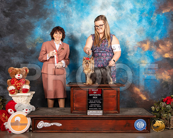 Yorkshire Terrier #9 Sat BOS Judge Wendy WILLHAUCK__SR_0181_Midland2020-HR3