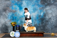 Pembroke Welsh Corgi #6 Fri BOW no judge