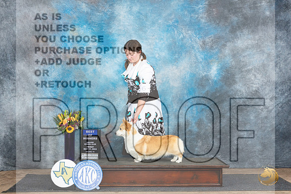 Pembroke Welsh Corgi #6 Fri BOW no judge__JP_9339_Abilene_2024_HR3