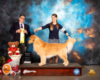 Golden Retriever #7 Sat G3 Judge ELIZARDO VALADEZ