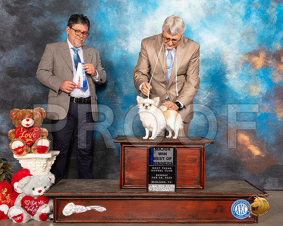 Chihuahua Long Coat #10 Sun BOW Maj Judge ELIZARDO VALADEZ__SR_0376_Midland2020-HR3