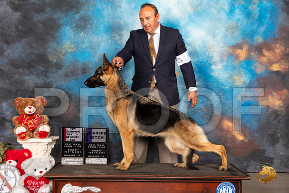 German Shepherd Dog #10 Sun NCh WB BOS Judge Paul WILLHAUCK__SR_0419_Midland2020-HR3