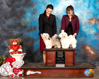 Havanese Custom Sun