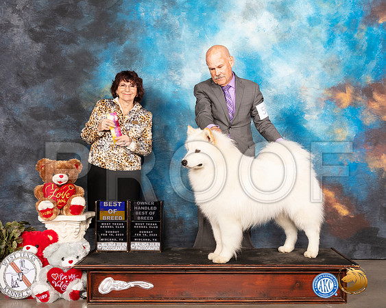 Samoyed #5 Sun BOB OHBOB Judge Wendy WILLHAUCK__SR_0510_Midland2020-HR3