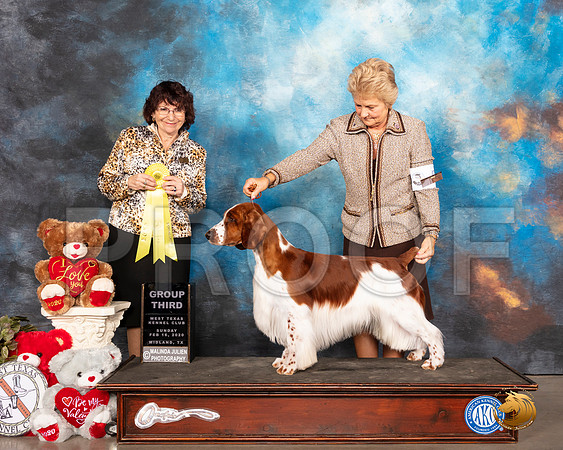 Welsh Springer #5 Sun G3 Judge Wendy WILLHAUCK__SR_0563_Midland2020-HR3