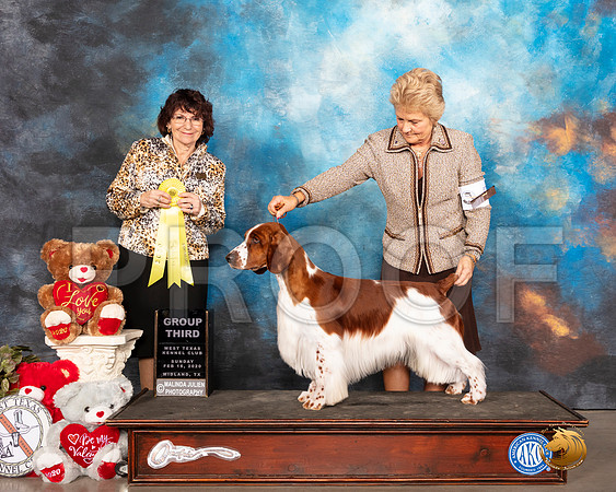 Welsh Springer #5 Sun G3 Judge Wendy WILLHAUCK__SR_0565_Midland2020-HR3