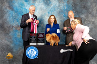 Pomeranian #6 Fri BOSOHBOB Judge Jon Cole