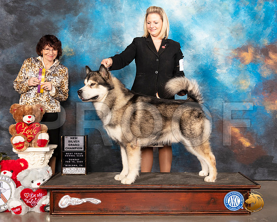 Alaskan Malamute #5  GrChSilvr  Judge Wendy WILLHAUCK__SR_0663_Midland2020-HR3