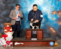 Chihuahua Long Coat #7 Sun BOB Maj Judge ELIZARDO VALADEZ