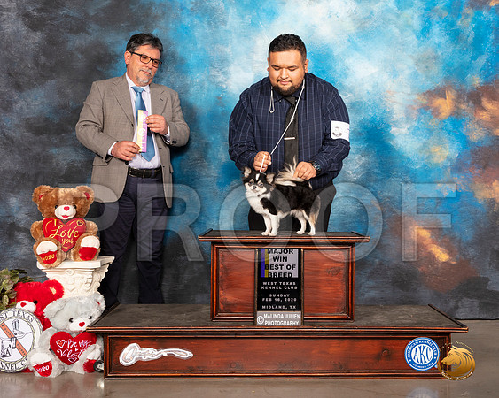 Chihuahua Long Coat #7 Sun BOB Maj Judge ELIZARDO VALADEZ__SR_0643_Midland2020-HR3