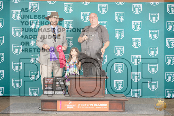 Poodle #252 Sat BOB G2 Judge Allan Krenek__JP_1502_Longview WA_2024_HR3