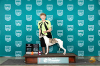 Whippet #867 Sat TDUCD