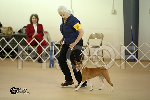 Basenji-0377-HtoJan14-HR