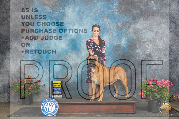 Bullmastiff #20 G3 Judge Wendy G Willhauck__JP_4477_San Antonio_2024_HR3
