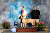 Bullmastiff #10 Fri WB Judge Wendy G Willhauck