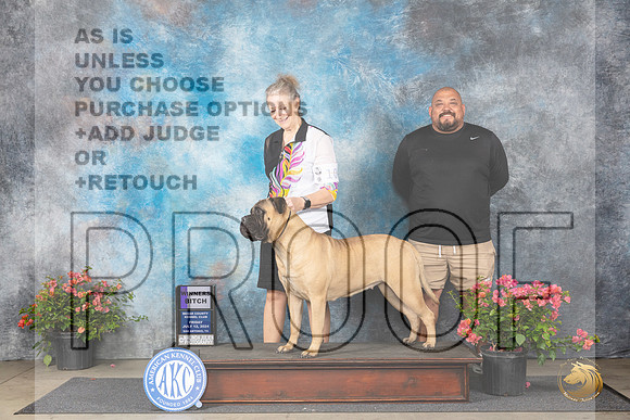 Bullmastiff #10 Fri WB Judge Wendy G Willhauck__JP_3983_San Antonio_2024_HR3