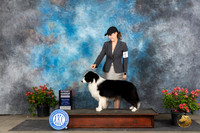 Border Collie #5 Sat G4 Polly (Mrs Robert) D Smith