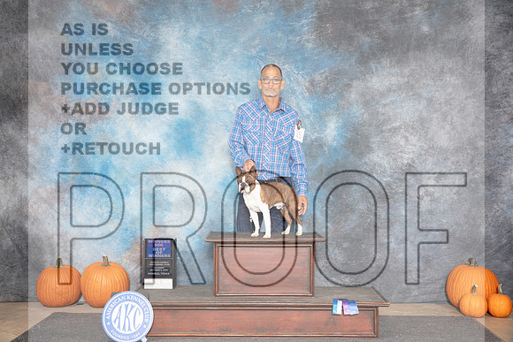 Boston Terrier #15 Sat WDBOW Judge Danelle Brown__JP_8595_Humble_2024_HR3