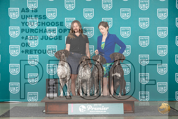 German Shorthaired Pointer #771 Wed BBE Judge Jeane Hegar__JP_2364_Premier_2024_HR3