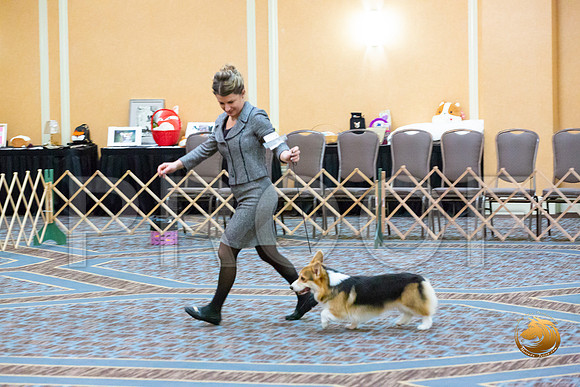 Dog 12 to 15 Puppy Dog_JJL_1767-CorgiHstn2020-HR3