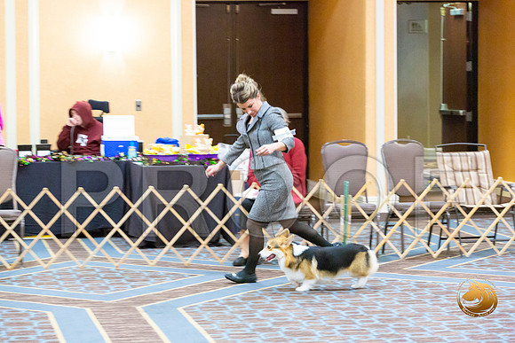 Dog 12 to 15 Puppy Dog_JJL_1774-CorgiHstn2020-HR3