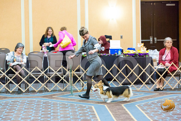 Dog 12 to 15 Puppy Dog_JJL_1778-CorgiHstn2020-HR3